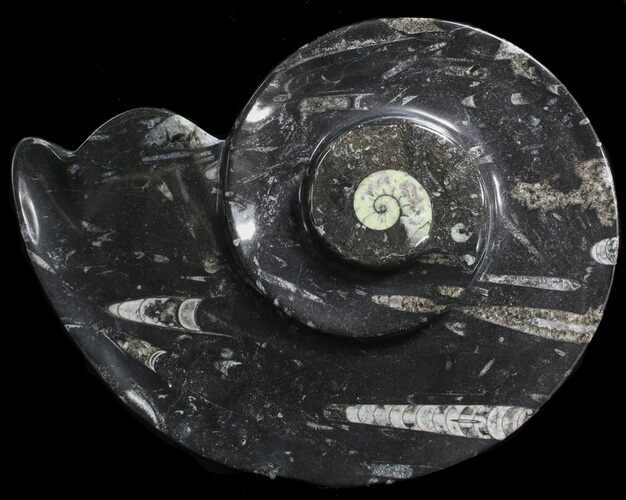 Ammonite Shaped With Orthoceras & Goniatite Fossils #39129